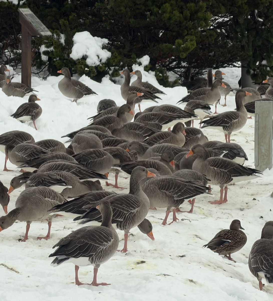 Серый гусь - ML644412981