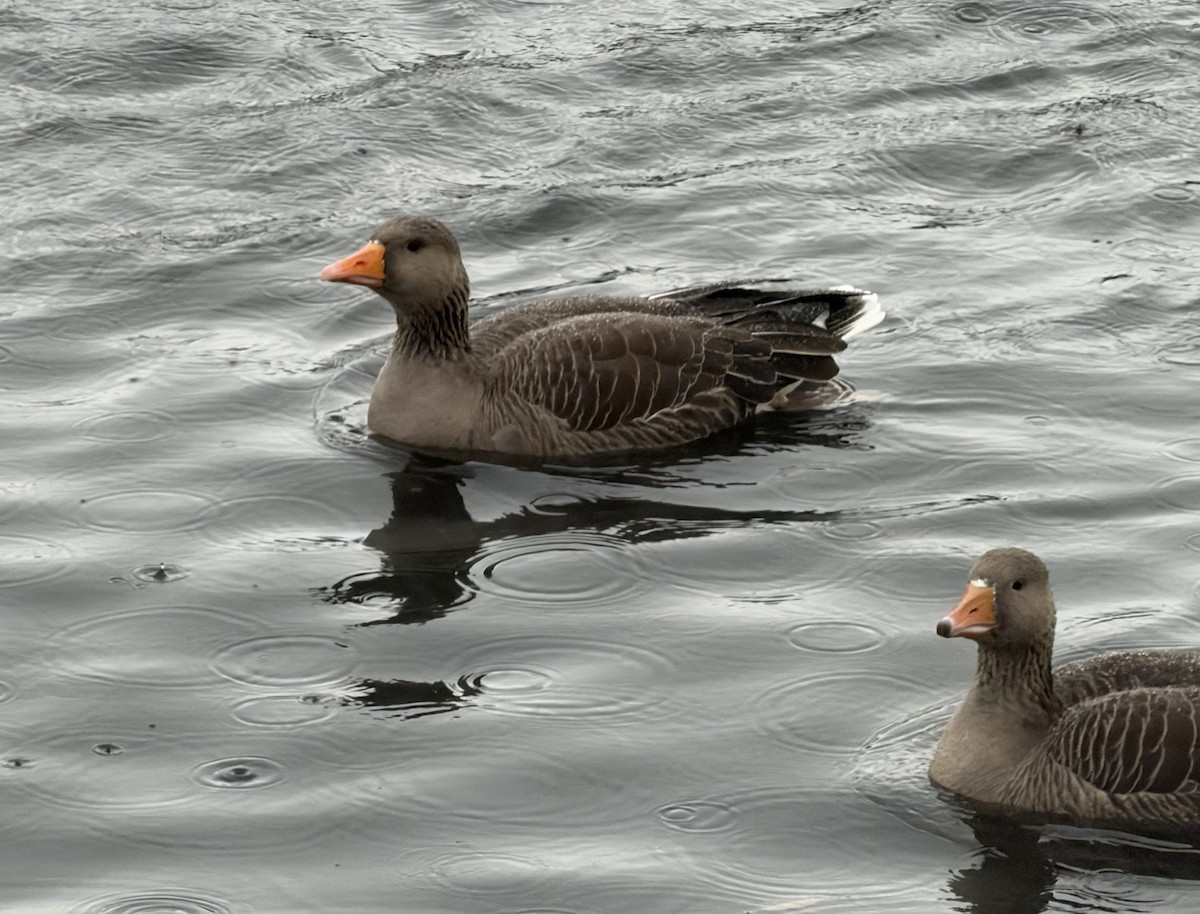 Серый гусь - ML644412982