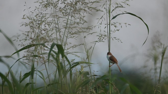 guløyesanger - ML644412985