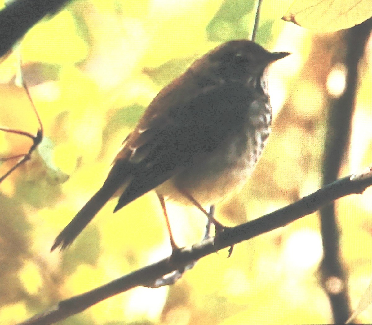 Grive solitaire - ML644413002