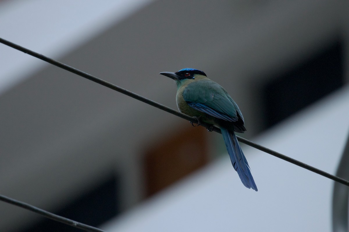 Andean Motmot - ML644413005