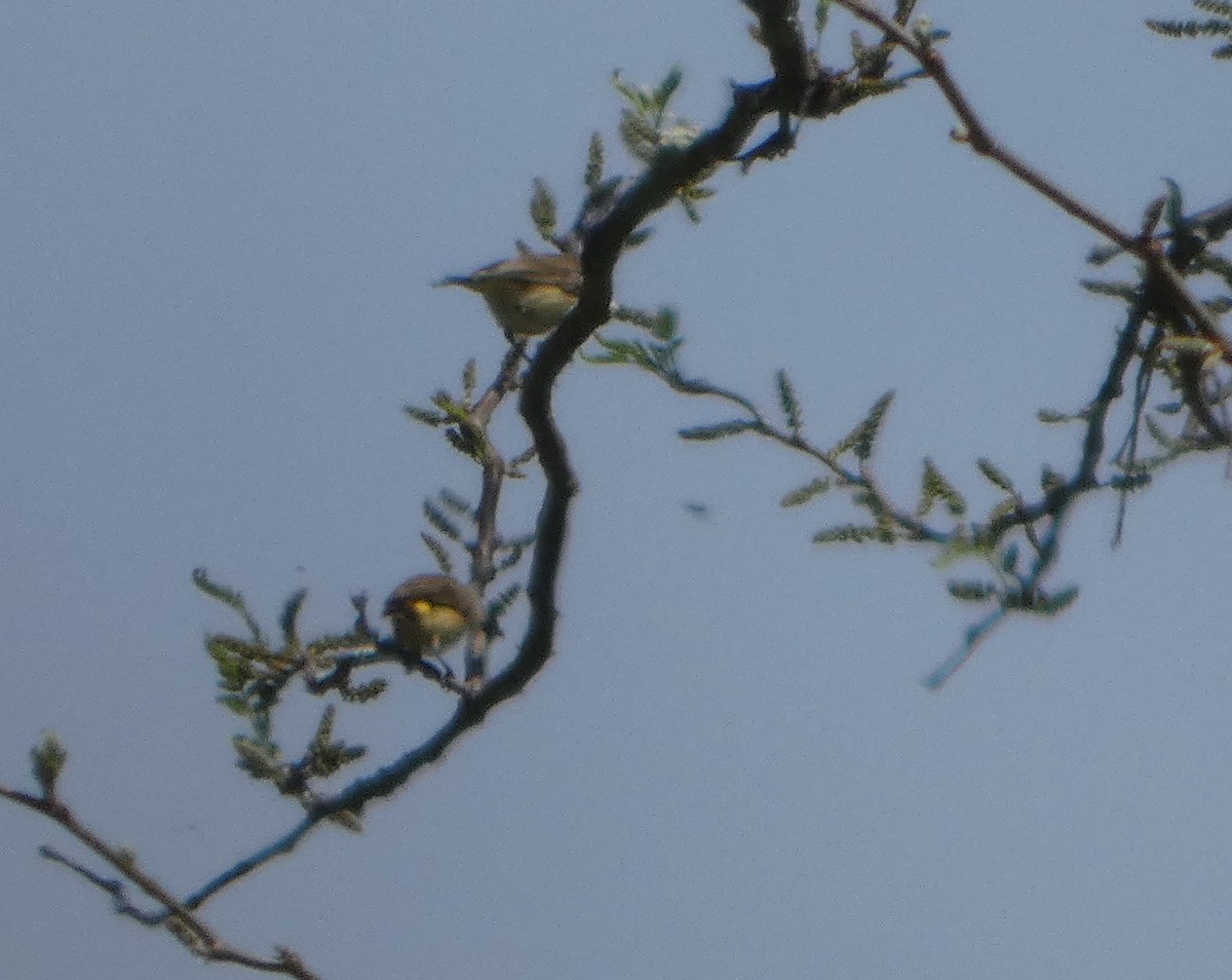 Yellow-rumped Thornbill - ML644413011