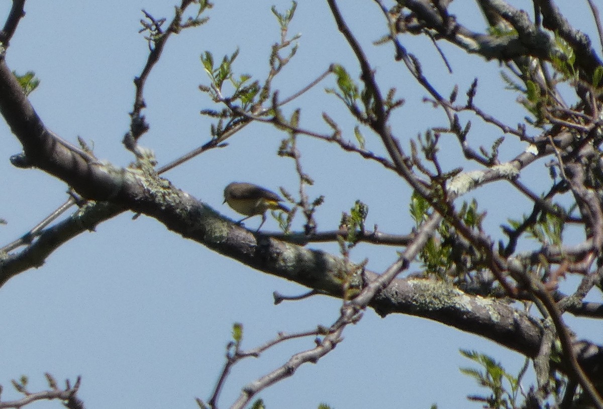 Yellow-rumped Thornbill - ML644413012