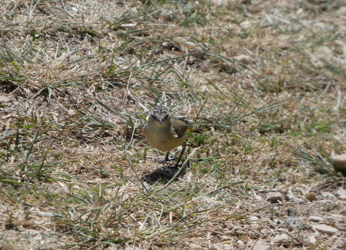 Yellow-rumped Thornbill - ML644413013