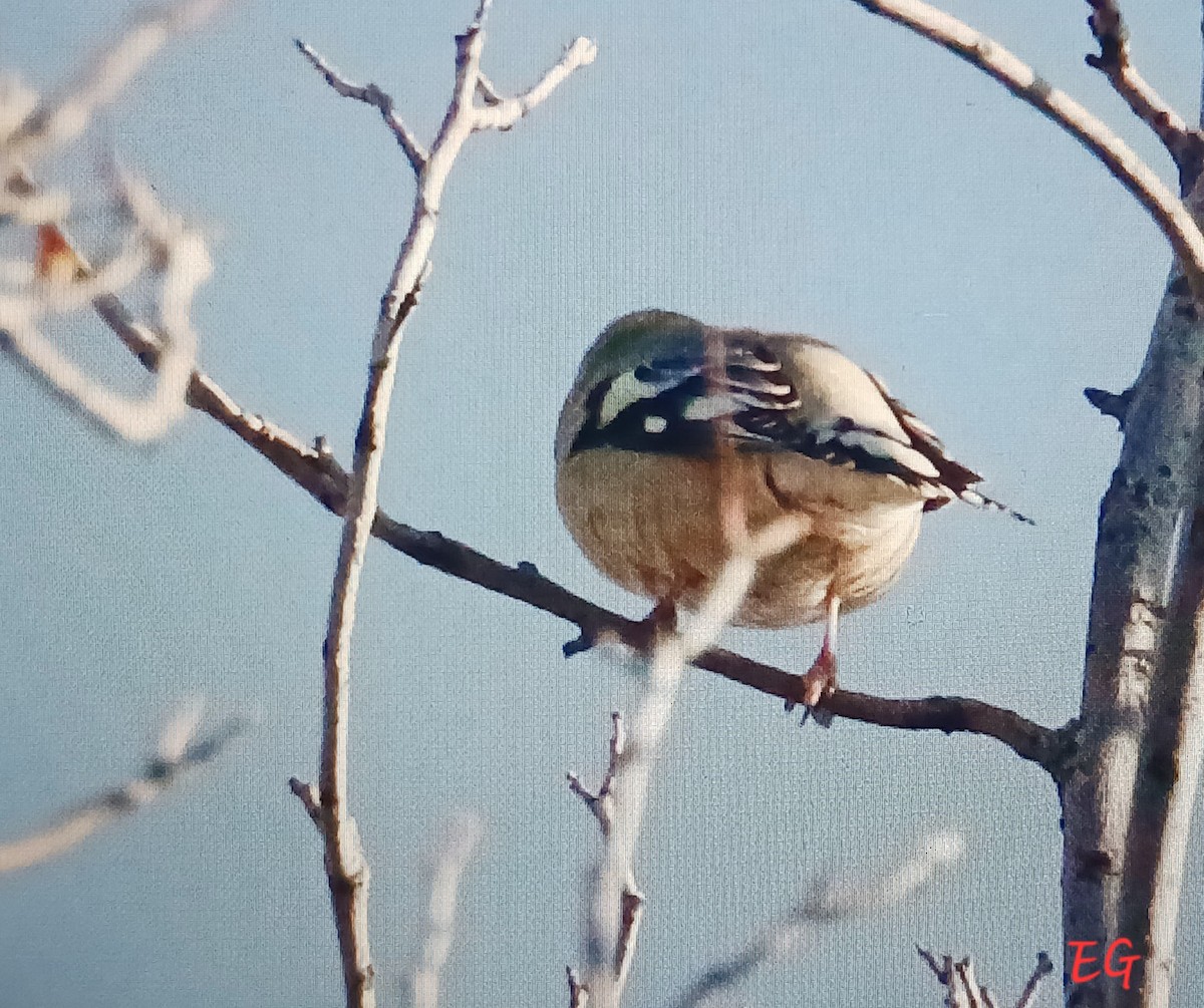 Gros-bec errant - ML644413036