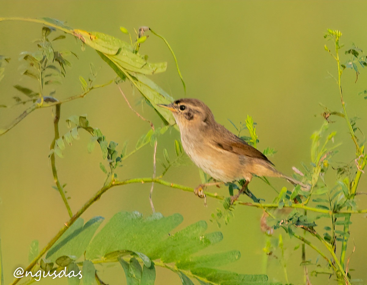 Dusky Warbler - ML644413040