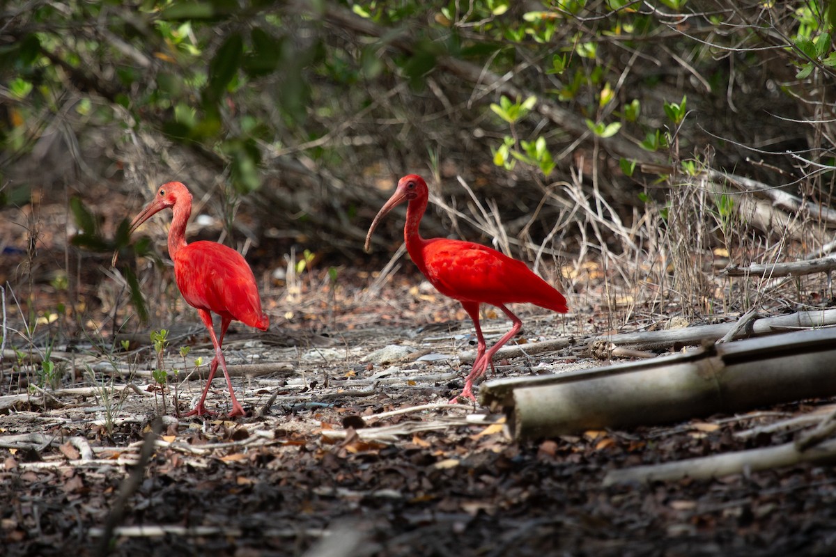 Алый ибис - ML644413048