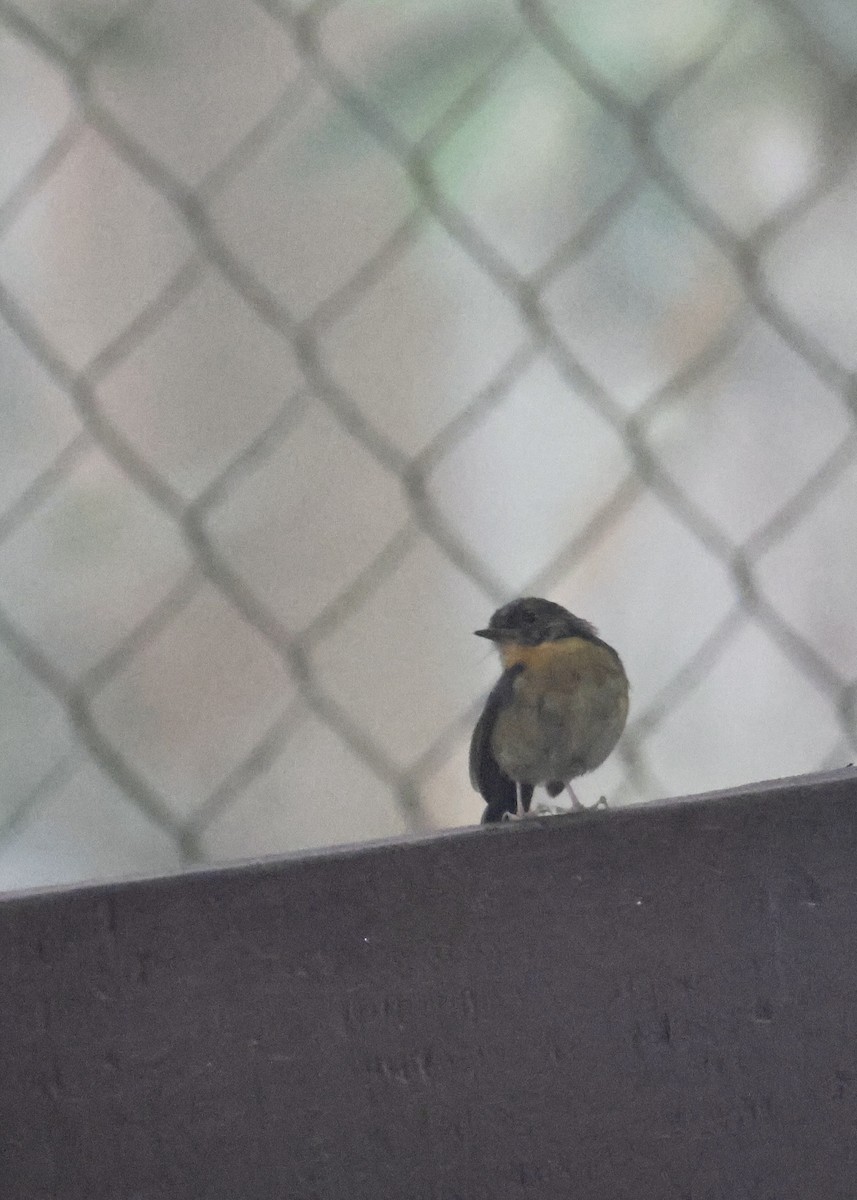 Snowy-browed Flycatcher - ML644413061