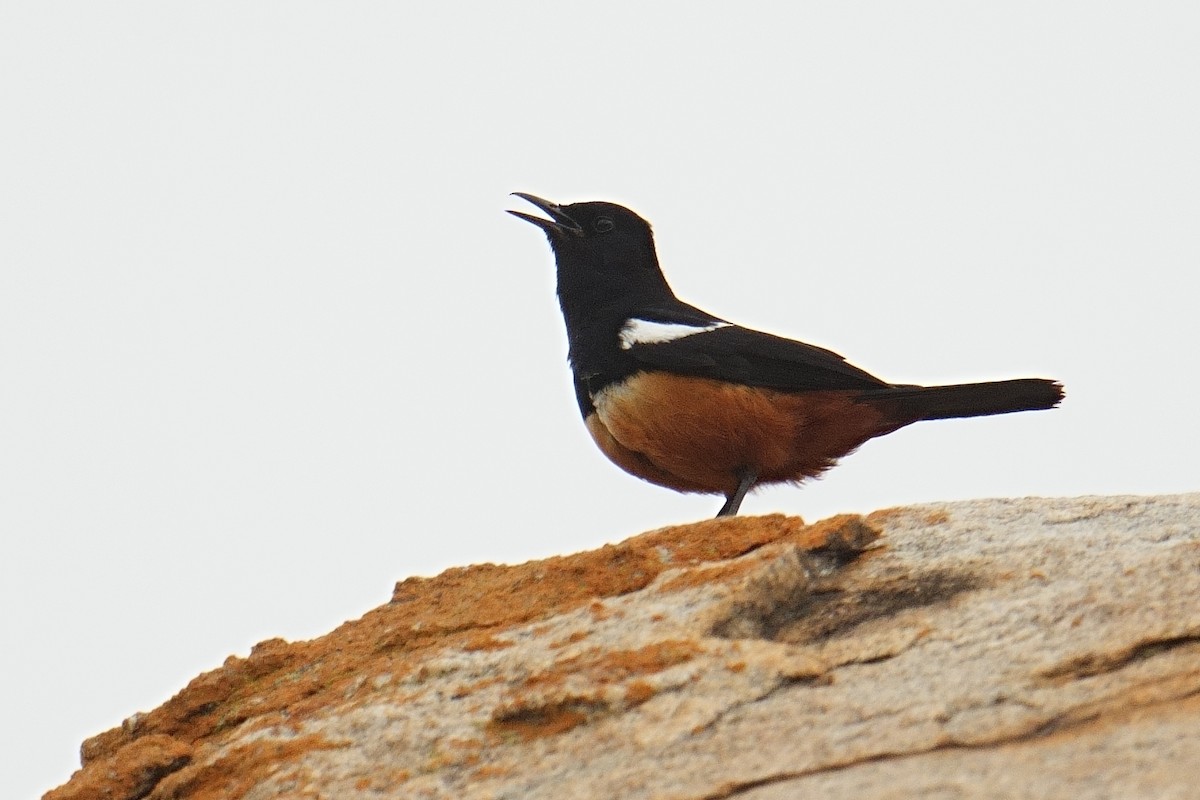 Mocking Cliff-Chat - ML644413064