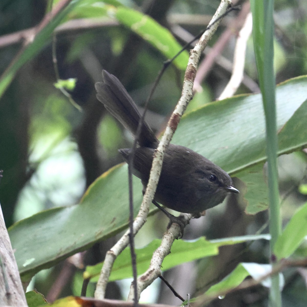 Aberrant Bush Warbler (Sunda) - ML644413068
