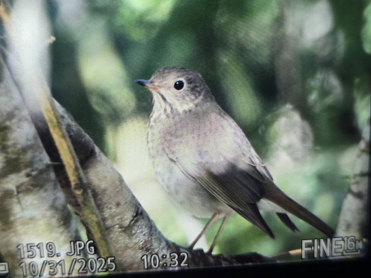 Hermit Thrush - ML644413073