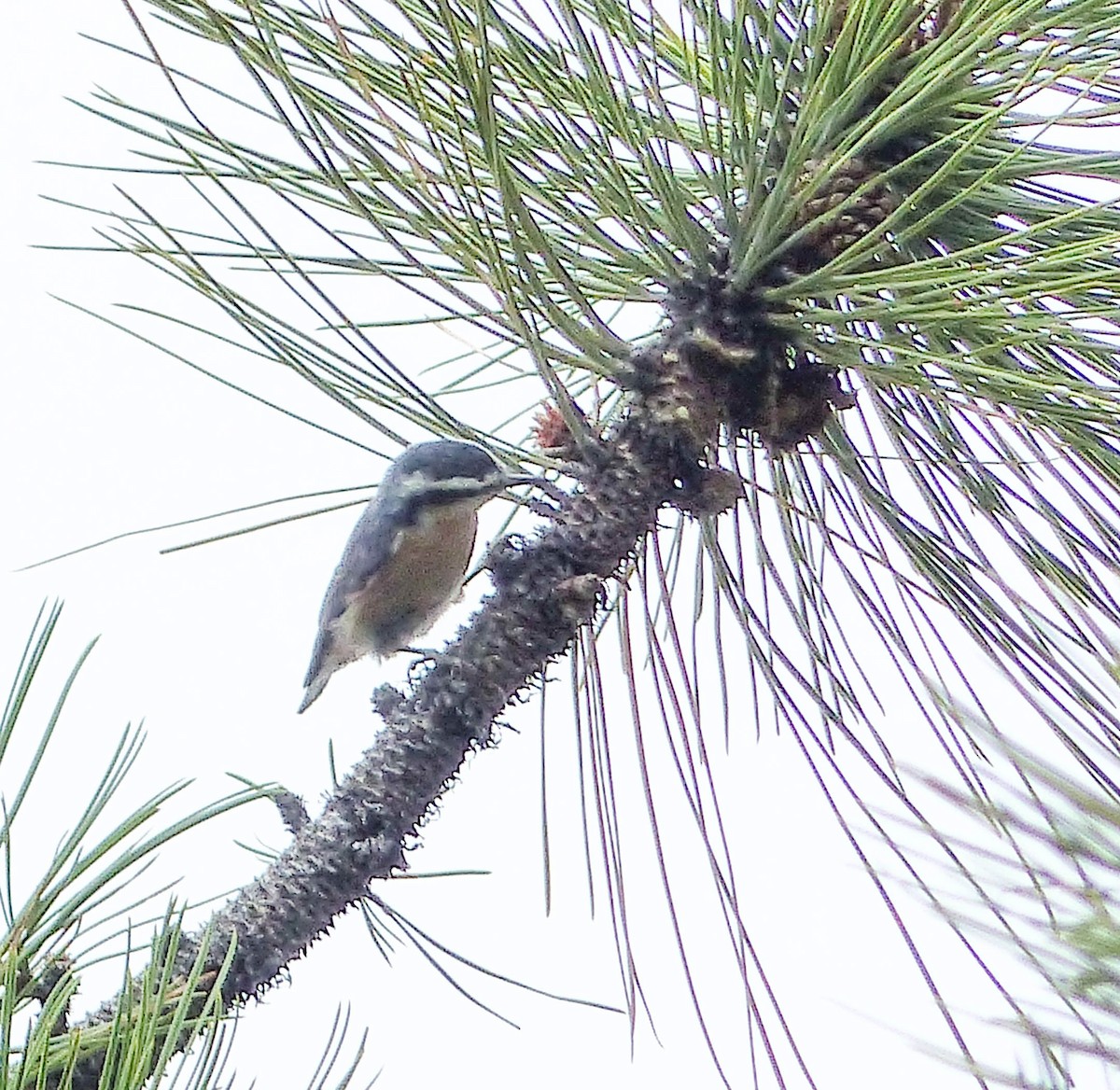 Red-breasted Nuthatch - ML644413074