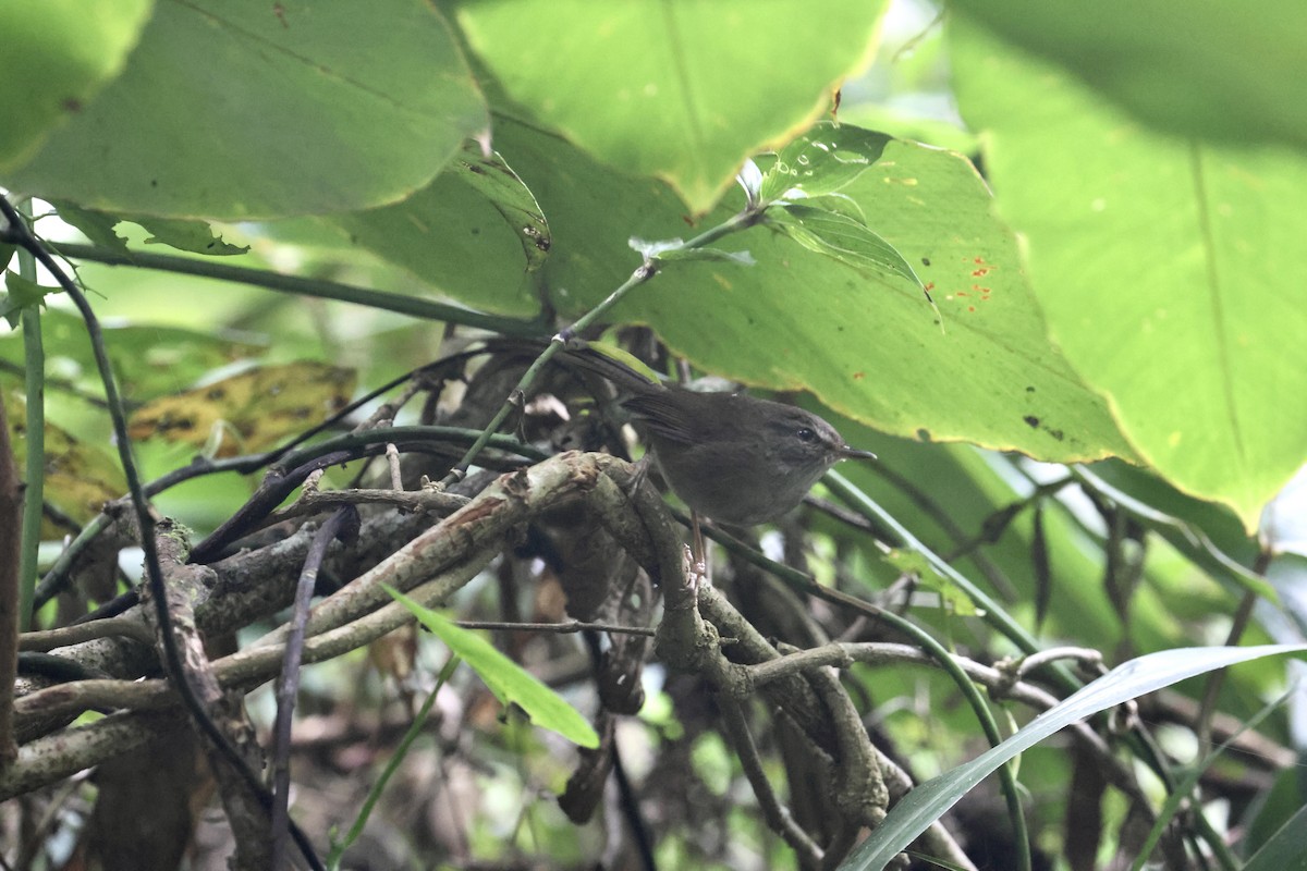 Aberrant Bush Warbler (Sunda) - ML644413076