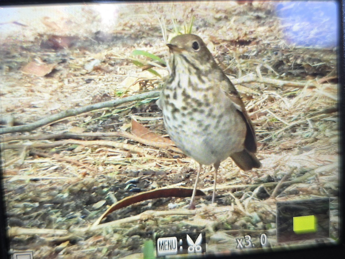 Hermit Thrush - ML644413077