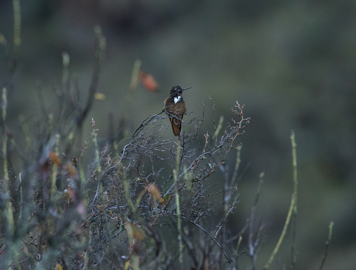 White-tufted Sunbeam - ML644413094