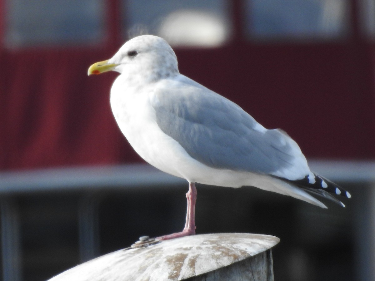 Goéland arctique (thayeri) - ML644413112