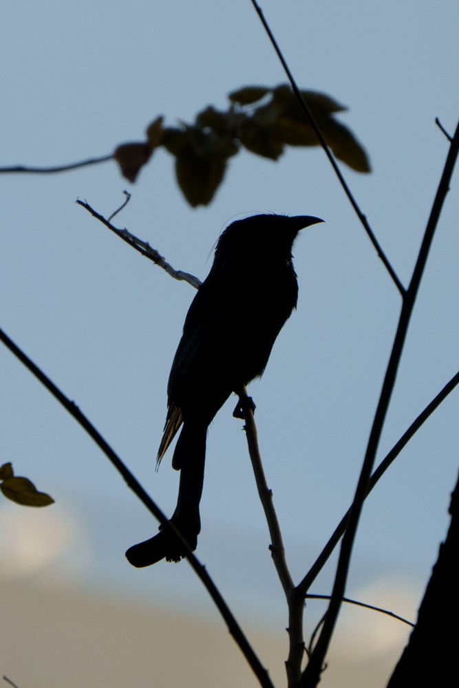 Hair-crested Drongo - ML644413126