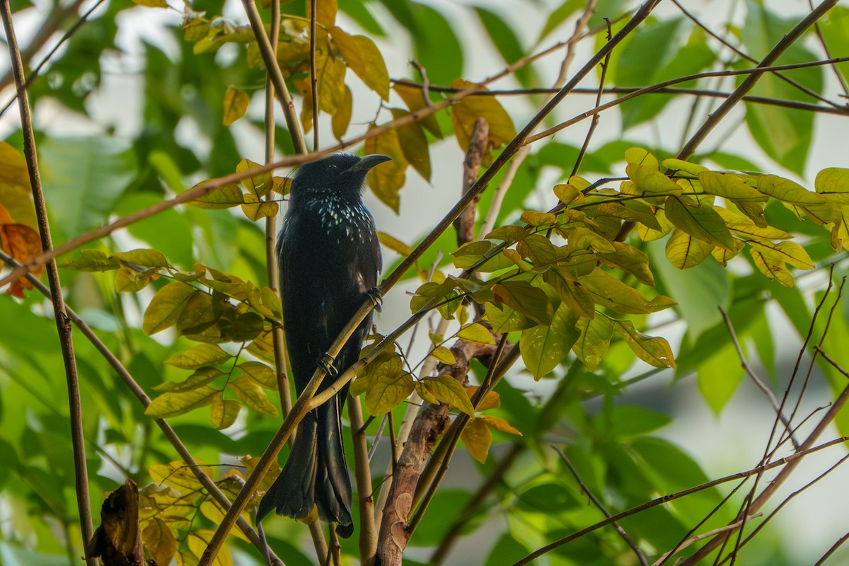 Hair-crested Drongo - ML644413127