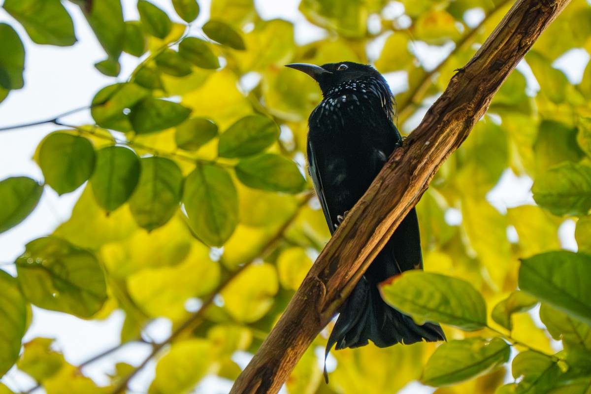 Hair-crested Drongo - ML644413128