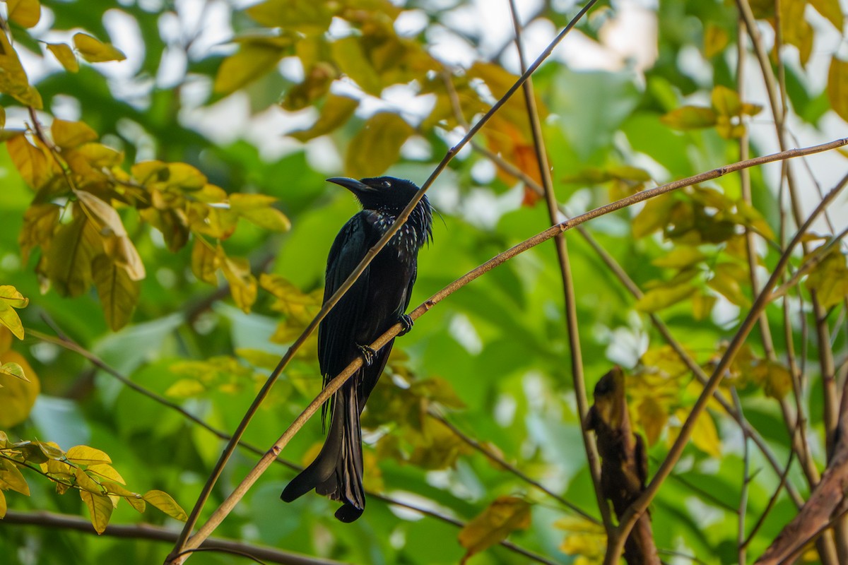 Hair-crested Drongo - ML644413130
