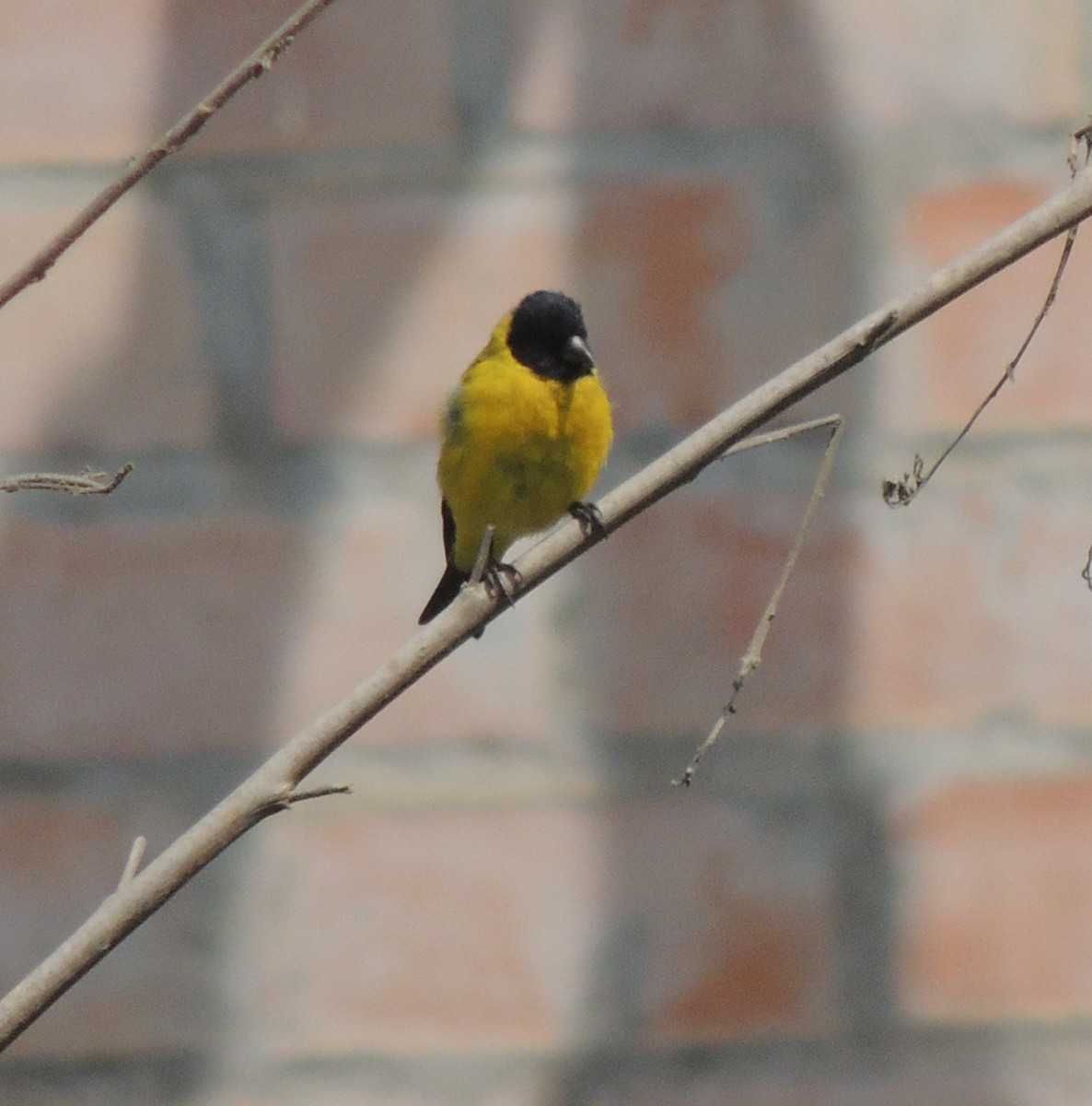 čížek jihoamerický - ML644413134