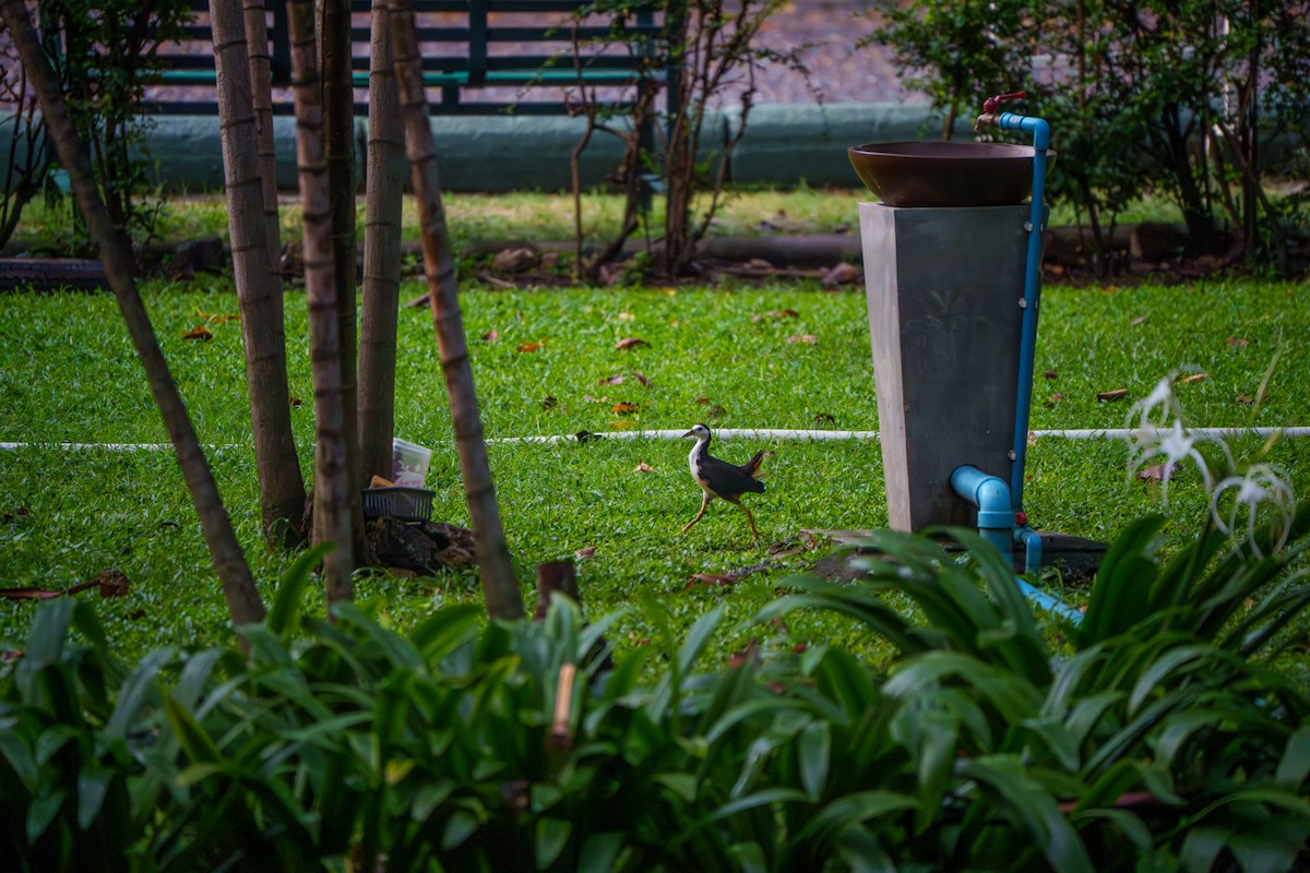 White-breasted Waterhen - ML644413144