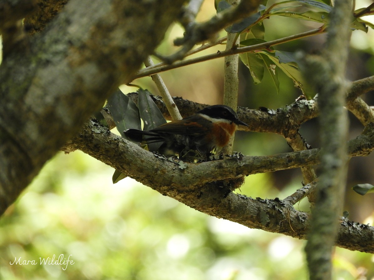 Kapschnäpper - ML644413145