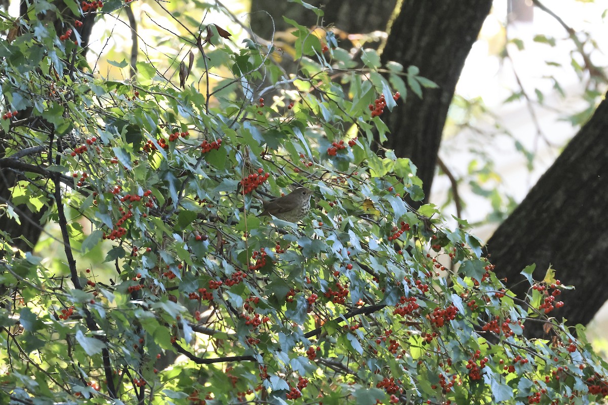 Hermit Thrush - ML644413146