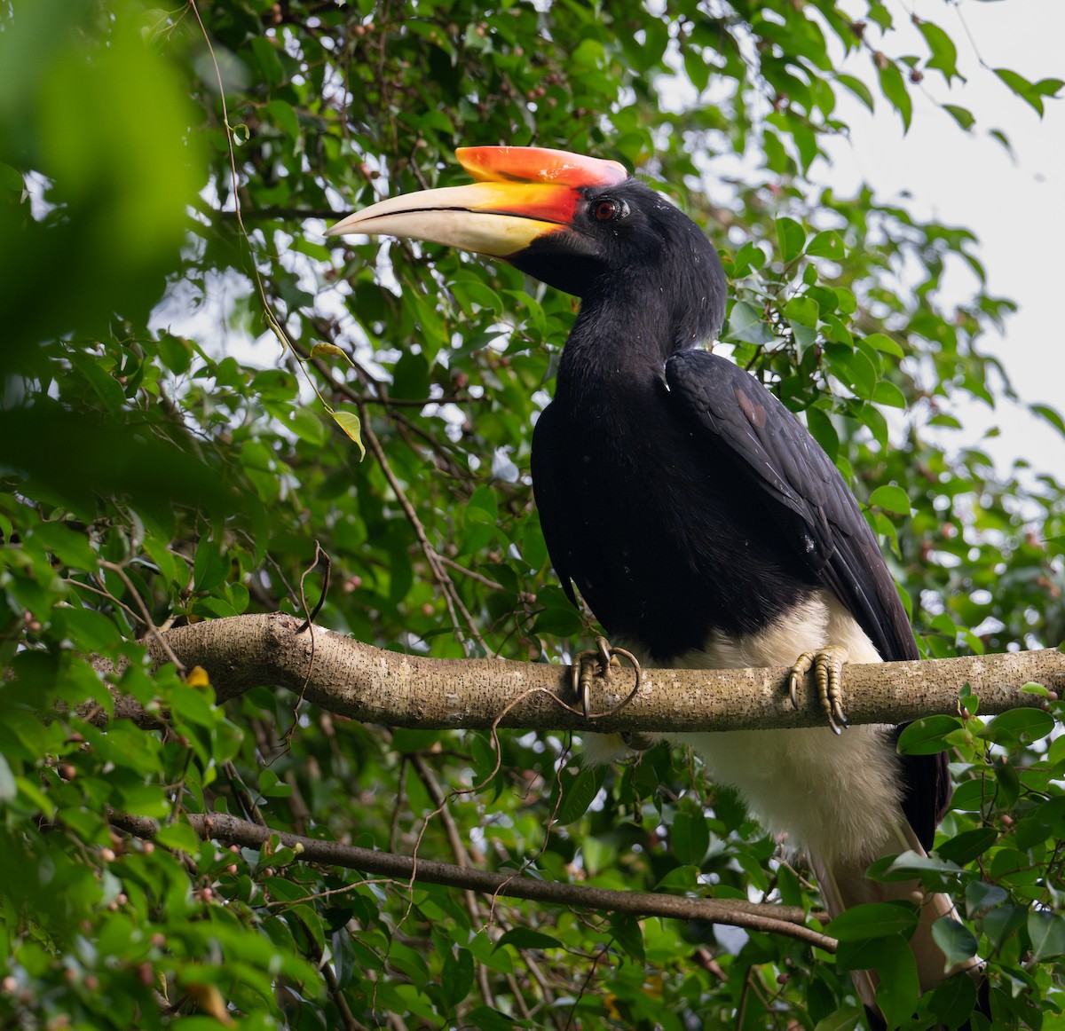 Rhinoceros Hornbill - ML644413156