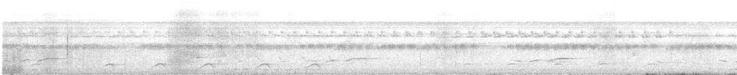 drongo vlajkový - ML644413161