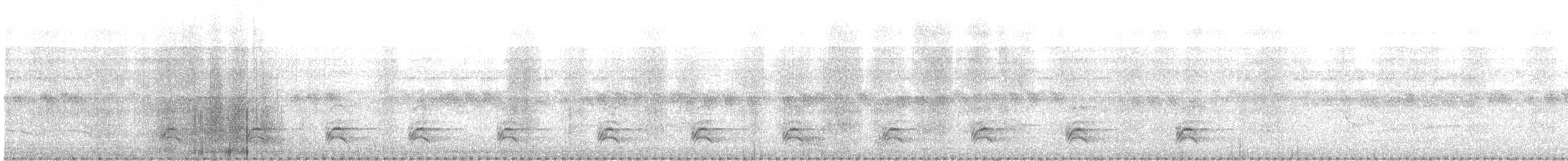 drongo vlajkový - ML644413162