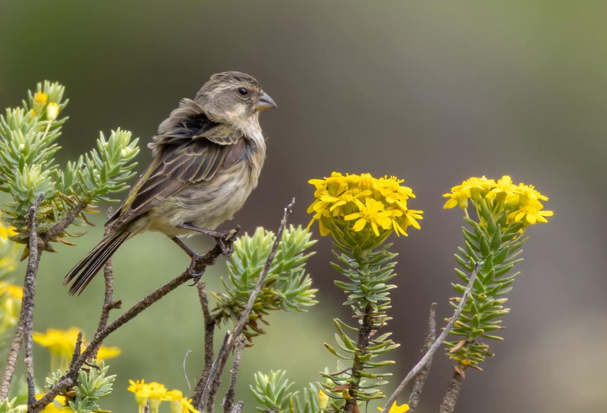 Yellow Canary - ML644413176