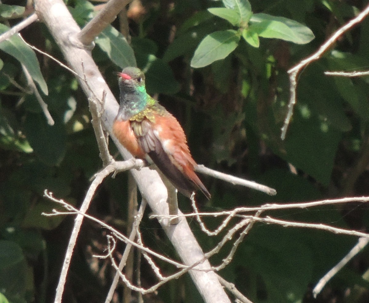 Amazilia Hummingbird - ML644413185