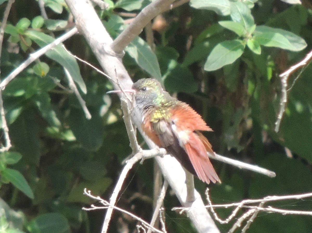 Amazilia Hummingbird - ML644413186