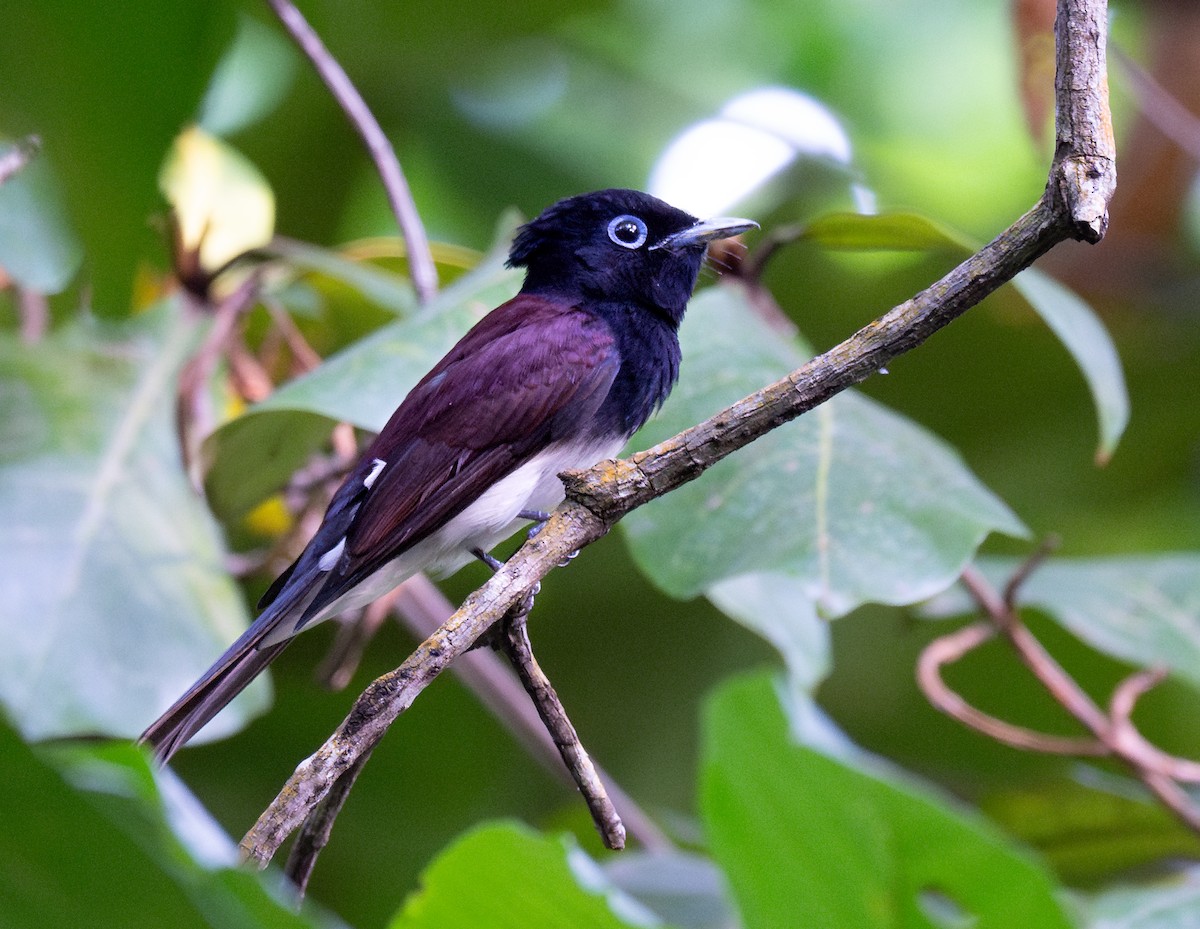 Black Paradise-Flycatcher - ML644413188