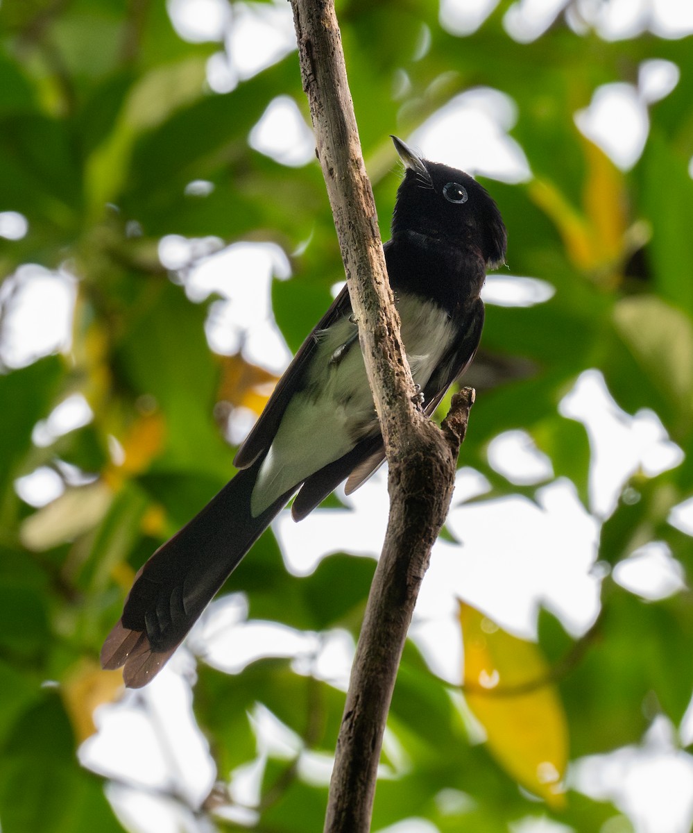 Black Paradise-Flycatcher - ML644413189