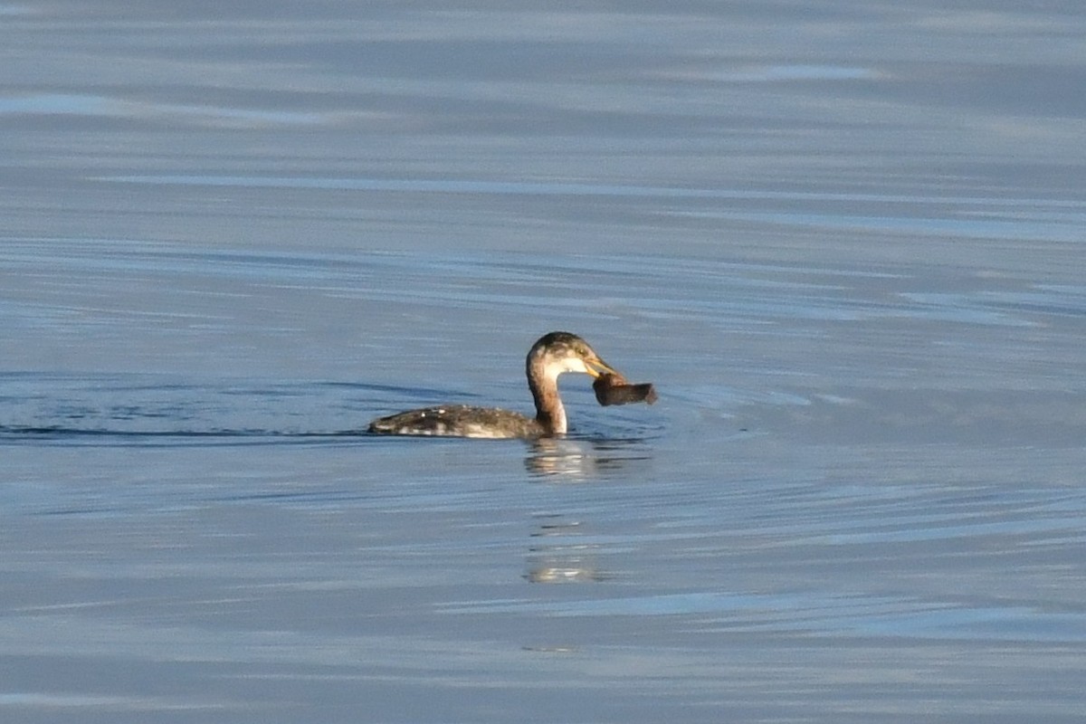 Grèbe jougris - ML644413190