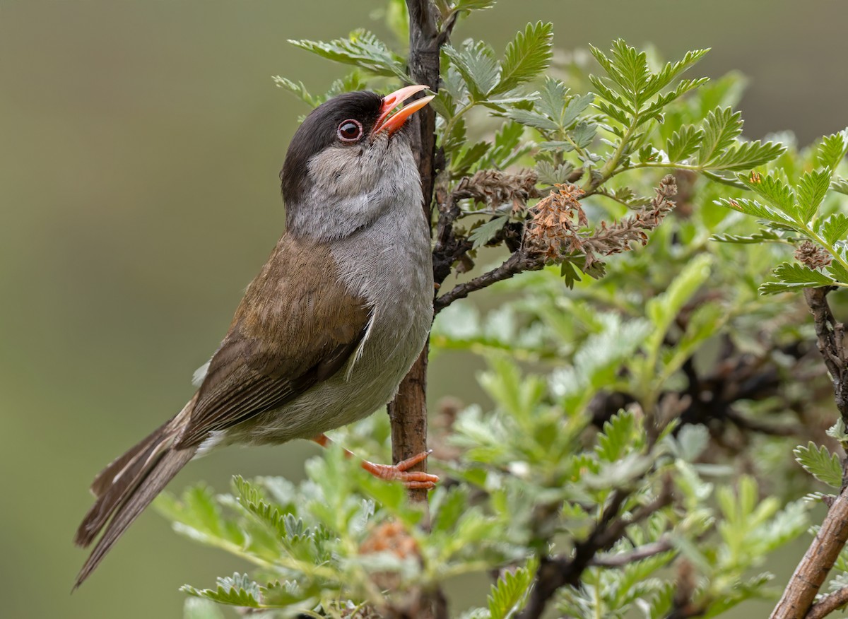 Kappengrasmücke - ML644413200