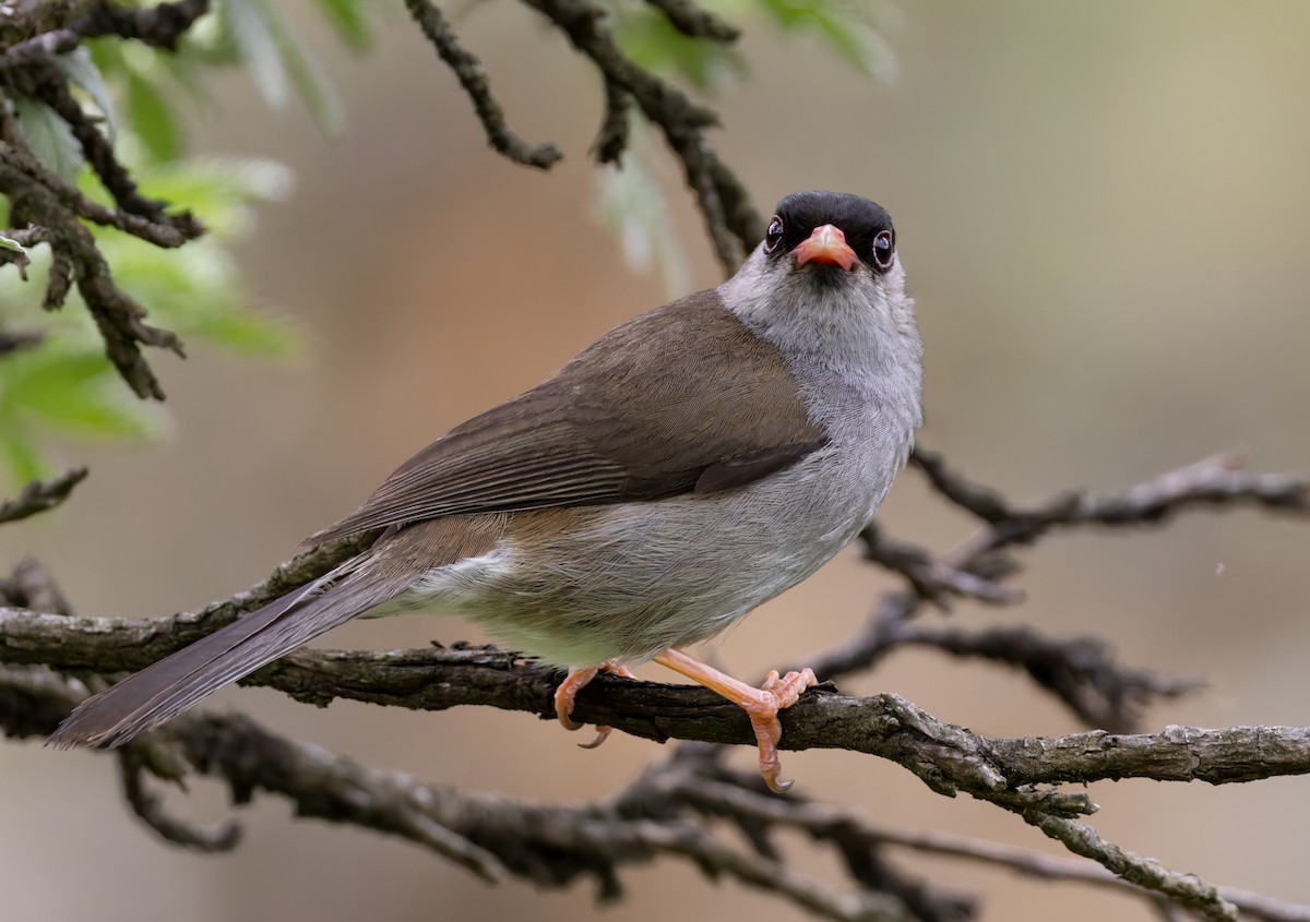 Kappengrasmücke - ML644413201