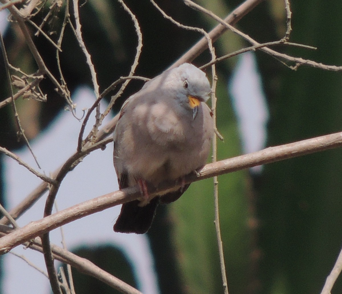 kvekkedue - ML644413204