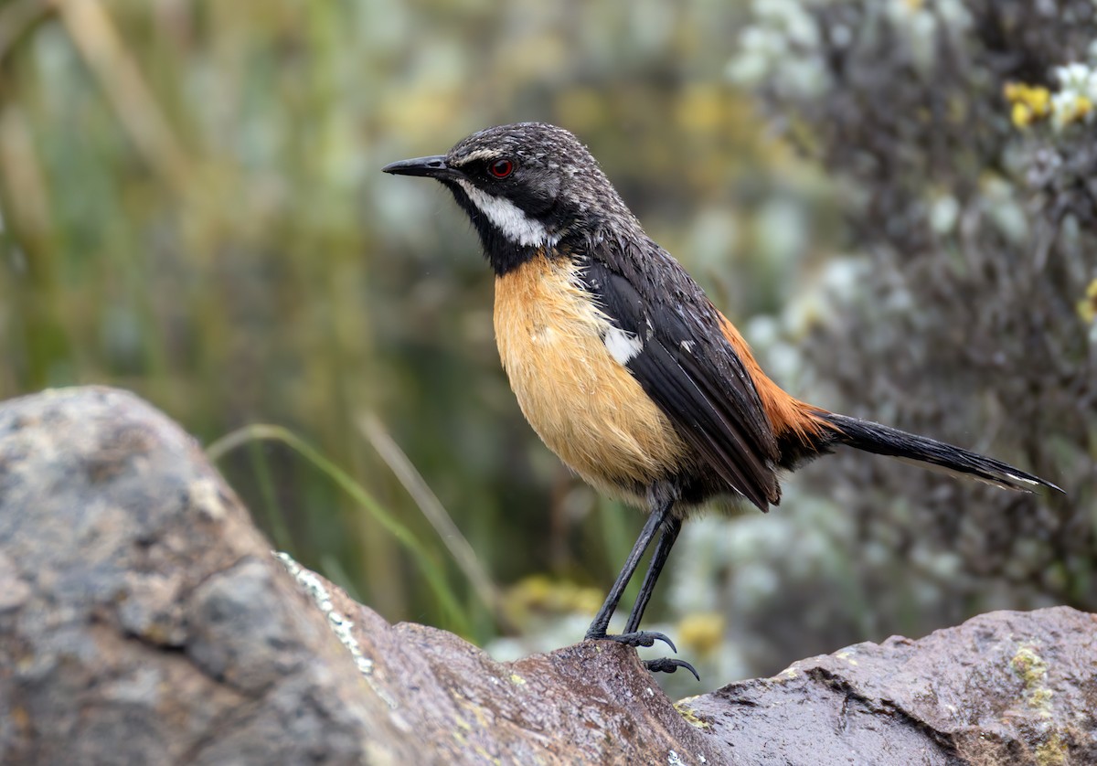 Drakensberg Rockjumper - ML644413205