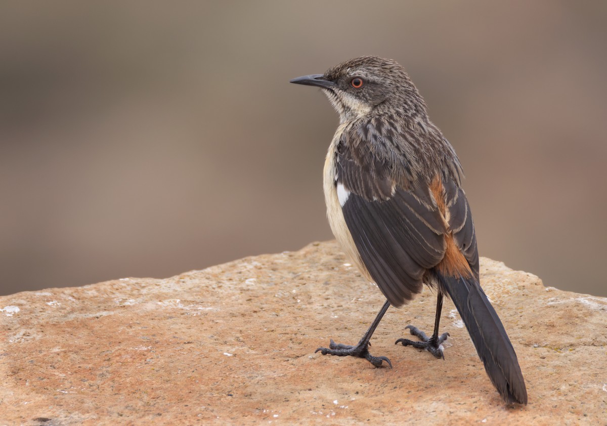 Drakensberg Rockjumper - ML644413206