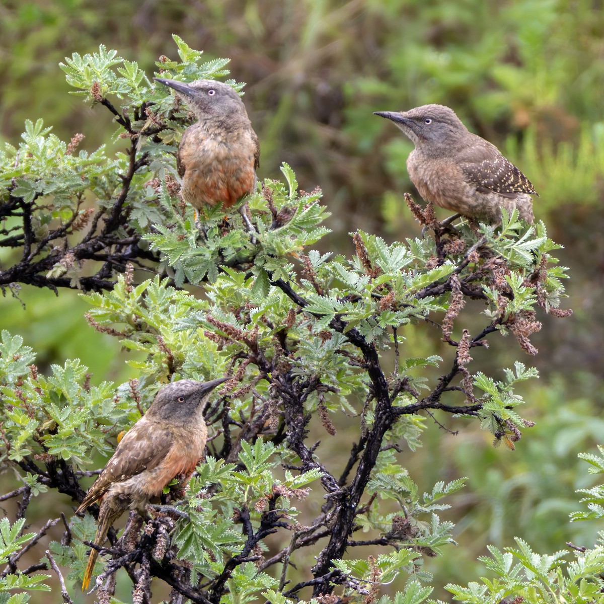 Ground Woodpecker - ML644413209