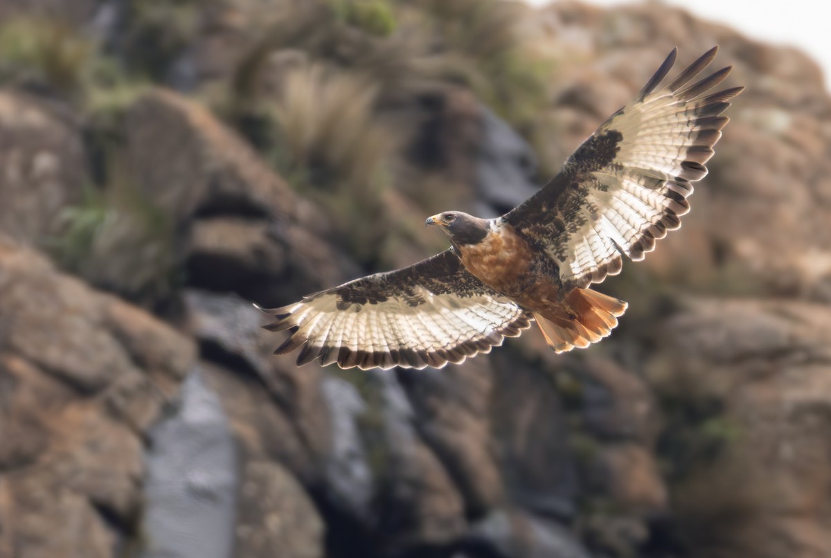 Jackal Buzzard - ML644413211