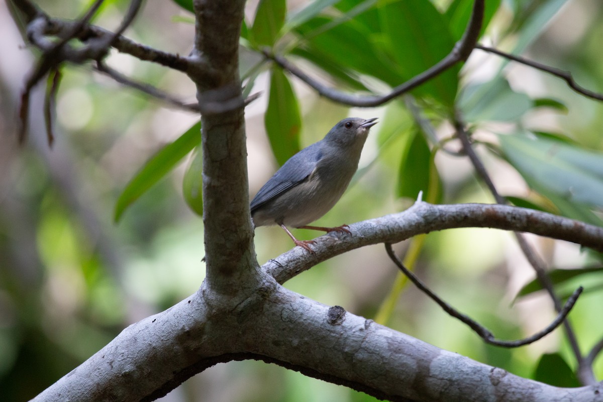 Bicolored Conebill - ML644413213