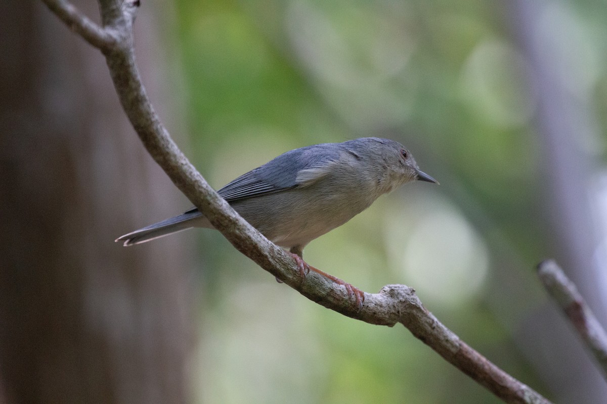 Bicolored Conebill - ML644413214