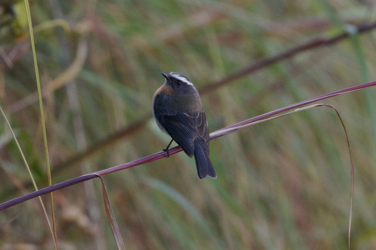 Rufous-breasted Chat-Tyrant - ML644413220
