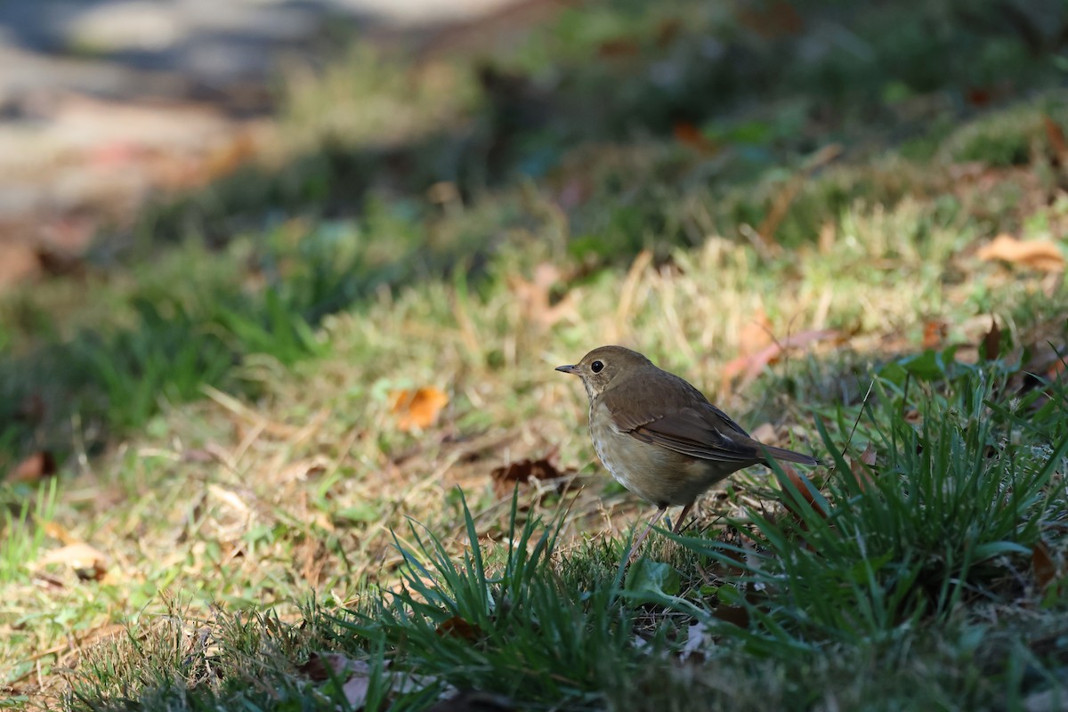 Hermit Thrush - ML644413228