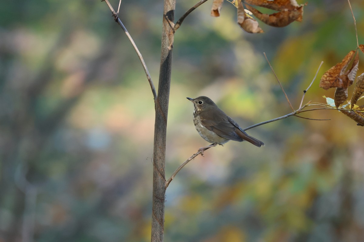 Hermit Thrush - ML644413231