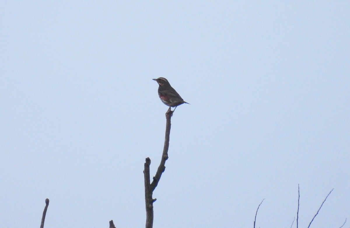 Grive mauvis - ML644413244